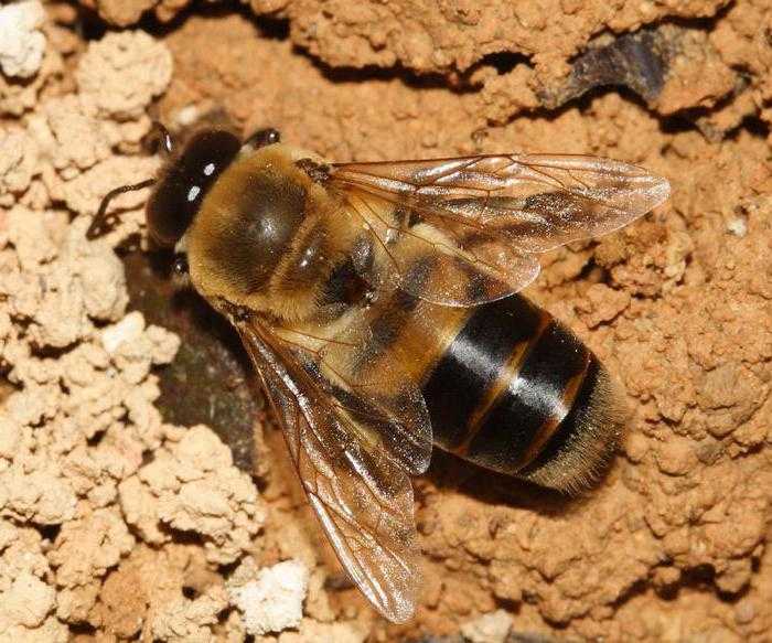 Значение трутня в пчелиной семье