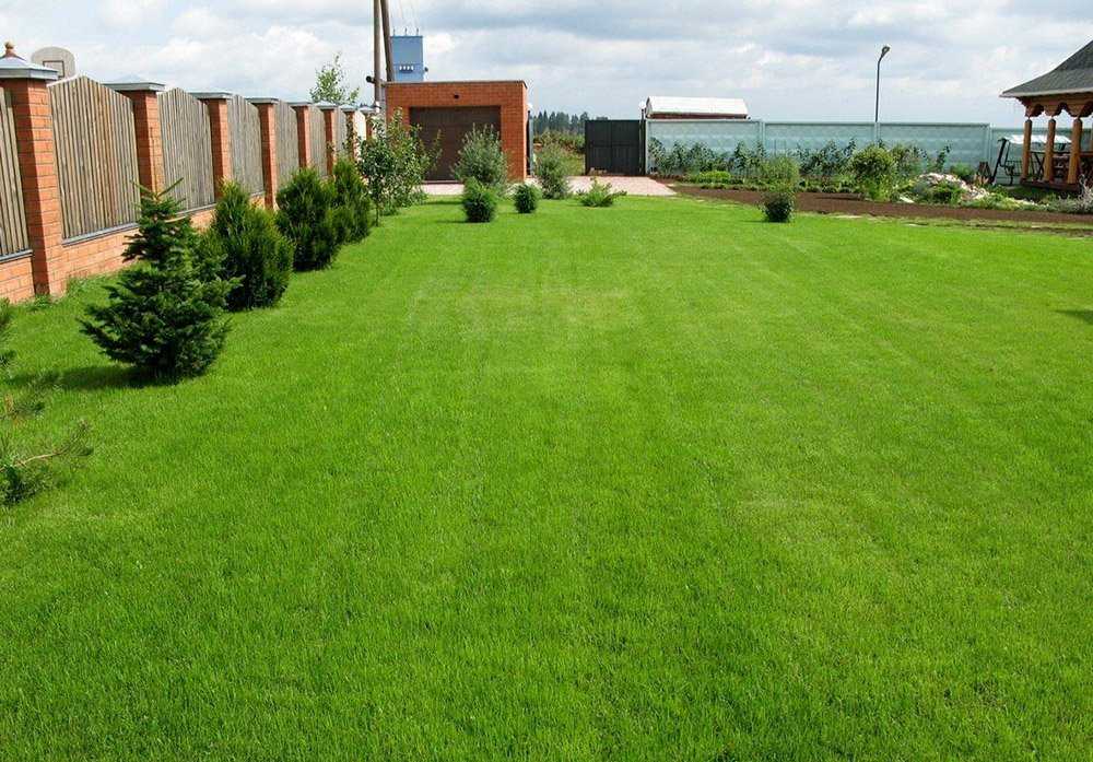 Опрятный газон своими руками: подбор травы и правила посадки