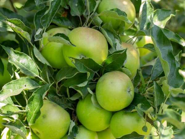 Феникс алтайский - биологически ценный сорт яблок