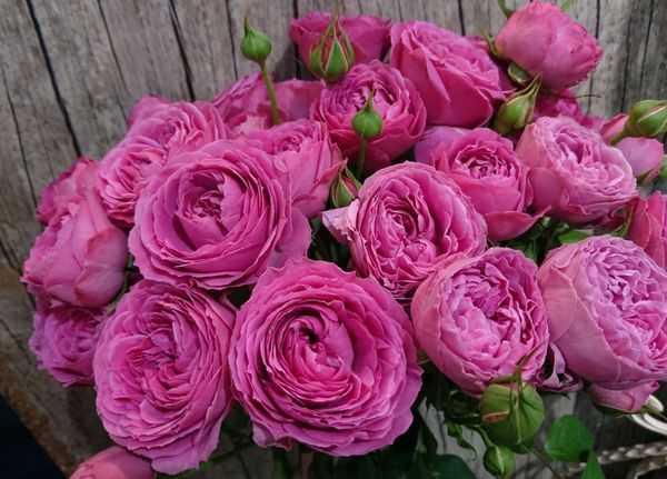 Роза помпонелла - описание сорта, особенности агротехники | о розе