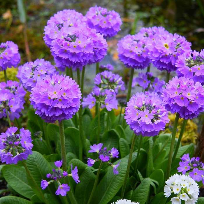 Неприхотливые цветы для сада: долгоцветущие однолетники и многолетники