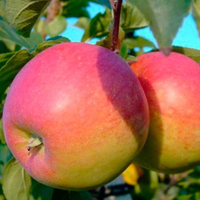 Влияет ли сорт яблок на скорость засушивания. Яблоня флагман. Яблоня Орлинка. Яблоня Болотовское.