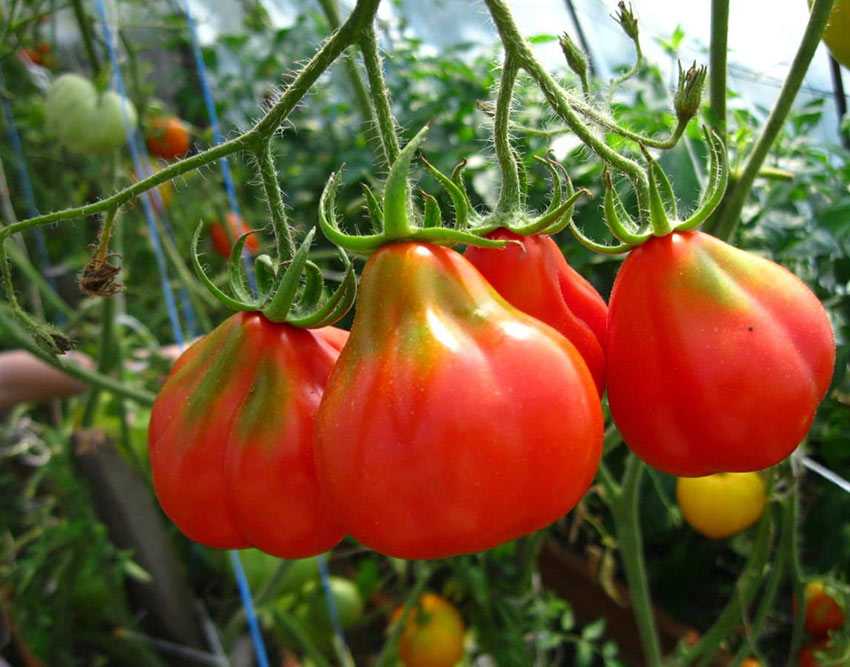 Разноцветный праздник: выращиваем томат - японский трюфель - общая информация - 2020