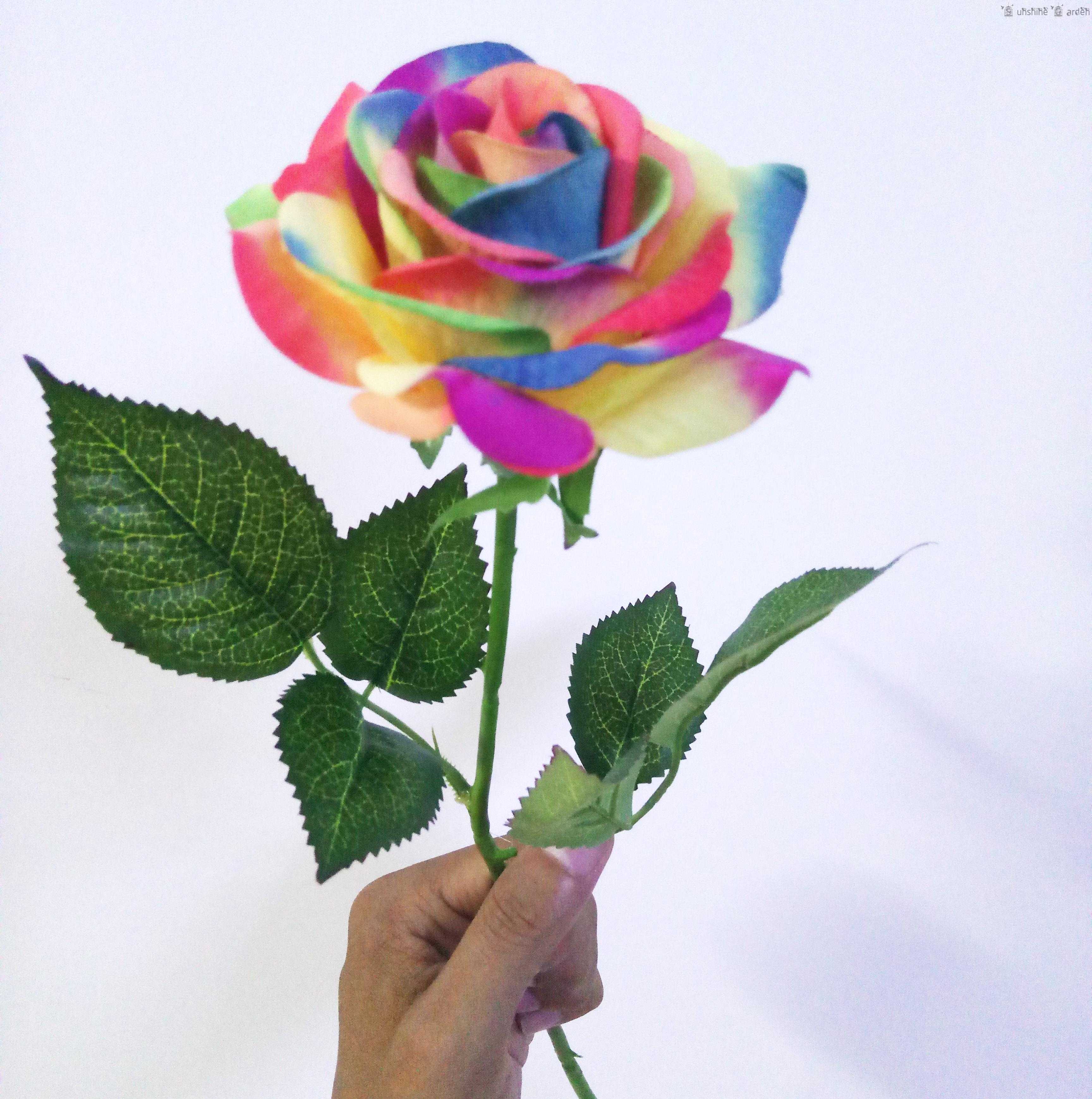 Радужная роза: существует ли, можно ли вырастить, как окрасить лепестки, какие розы можно красить, советы по выращиванию, размножение черенками