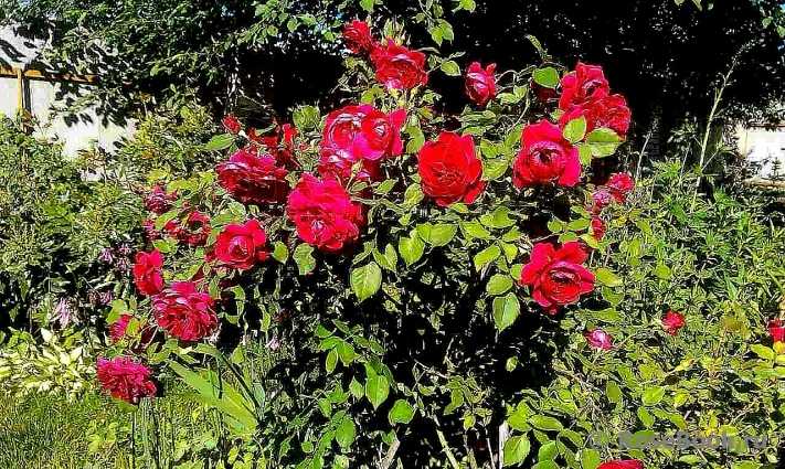 Канадские розы: сорта, фото, описание