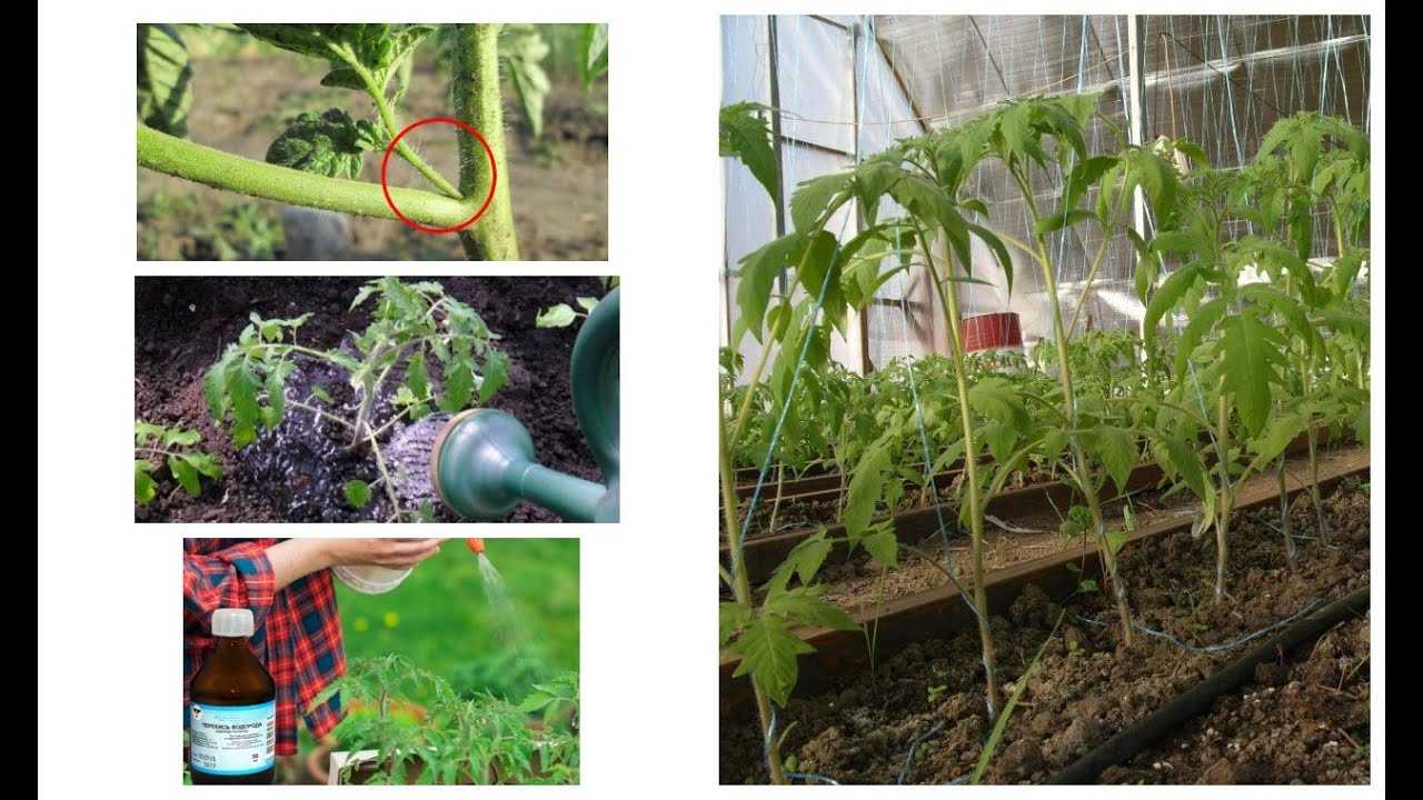 Рассада помидоров: когда высаживать в теплицу и как защитить от заморозков. посадка рассады помидоров в теплицу