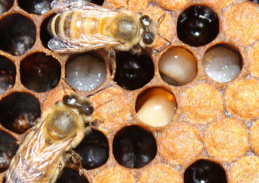 Как вылечить пчел весной от нозематоза