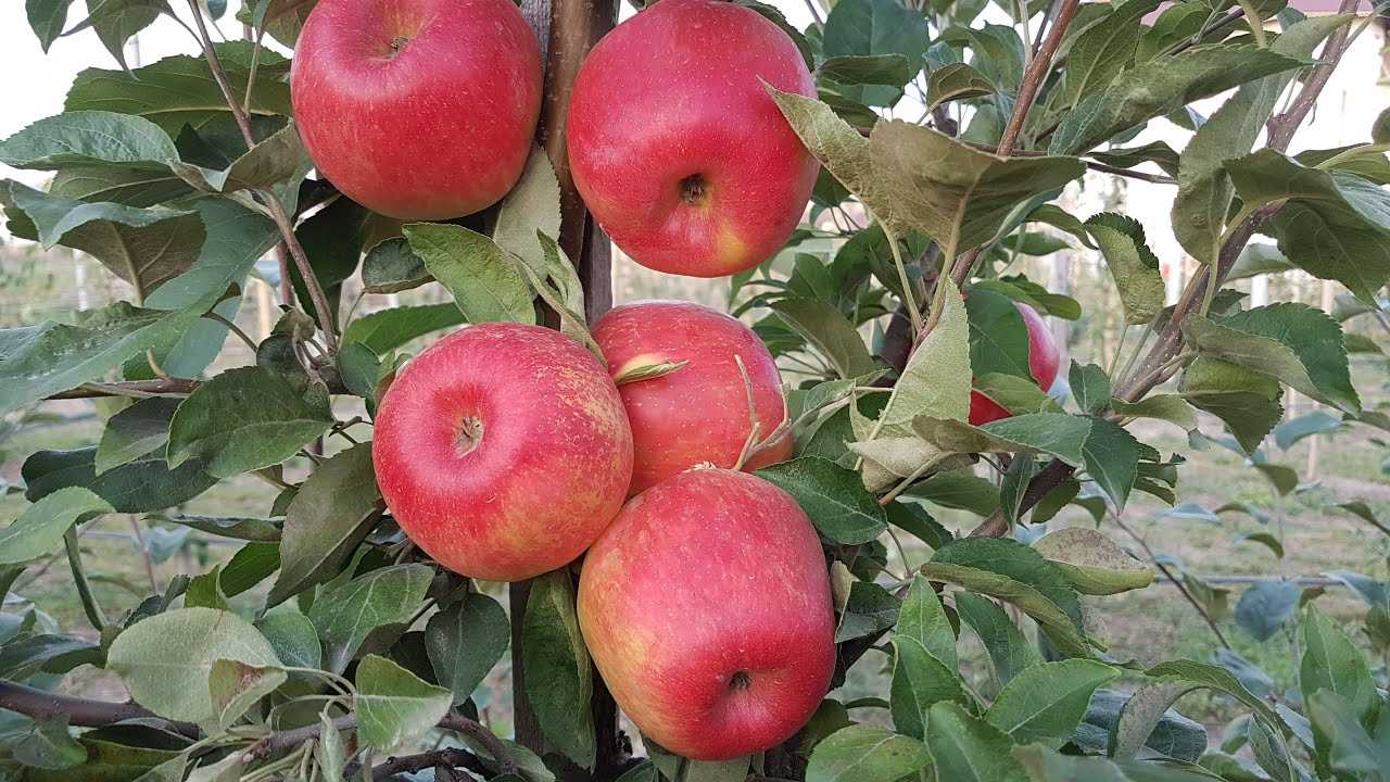 Агроном: характеристика сладкой зимней яблони хани крисп в 2019 году