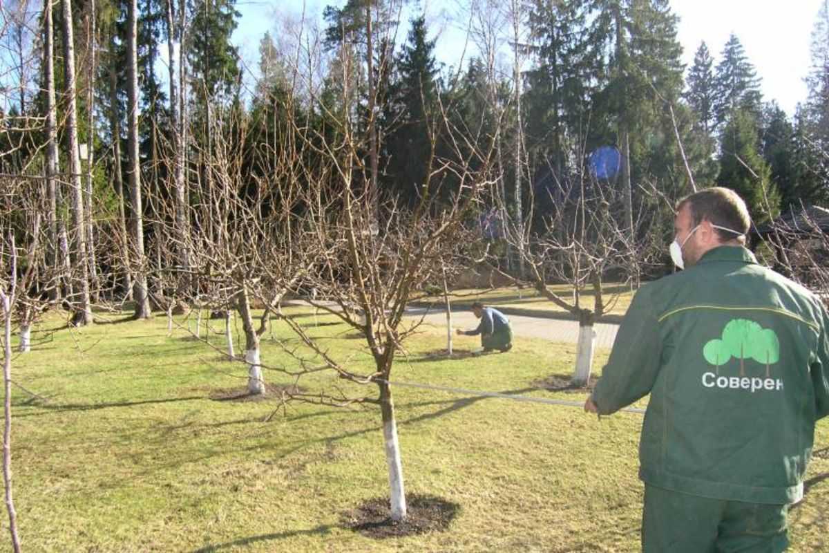 Чем опрыскивать фруктовые деревья весной