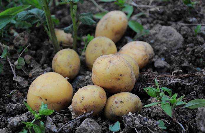 Финский картофель тимо: неприхотливый, скороспелый, высокоурожайный