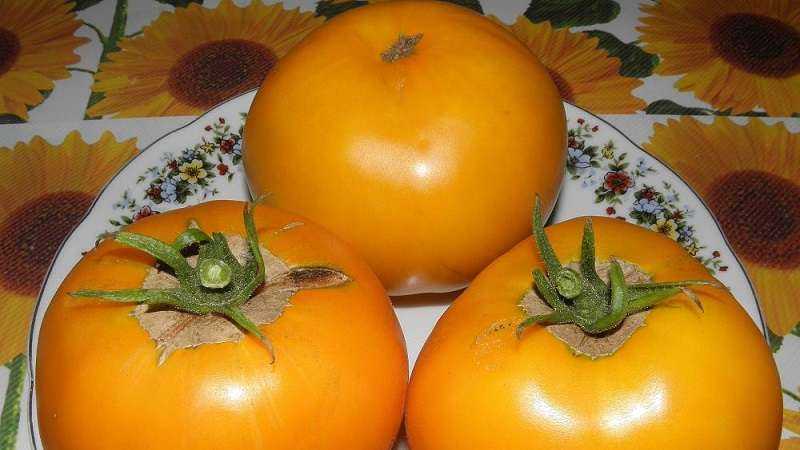 Томаты «апельсин»: сортовые особенности, нюансы выращивания, отзывы