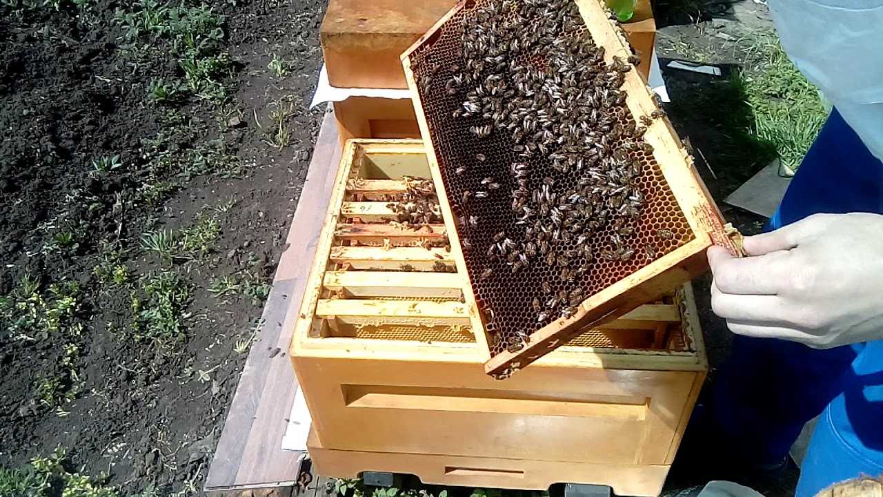Весенняя подкормка пчел сиропом