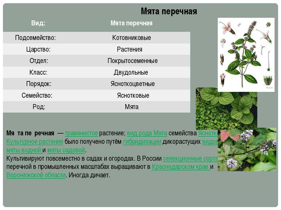 Растений порядок отдел царство. Вид род семейство растения. Растение по систематическим группам. Систематическое положение растений. Систематическое название вида растения.