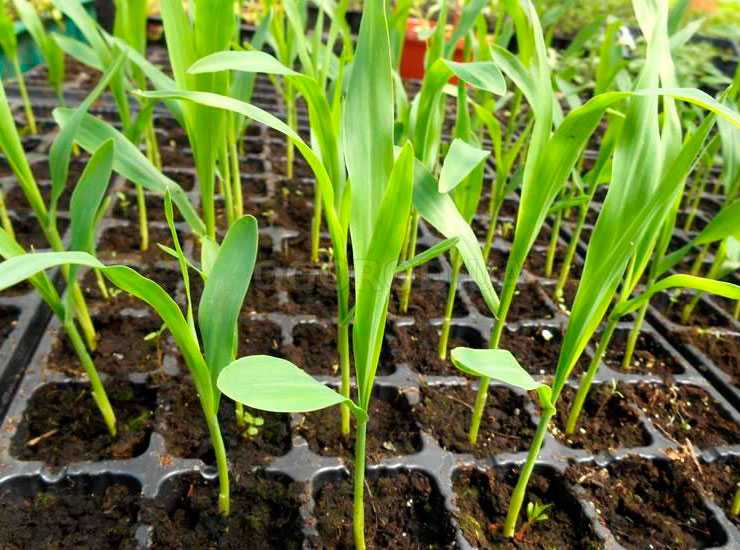 Когда и как сажать кукурузу в открытый грунт: семенами, рассадой, на приусадебном участке
