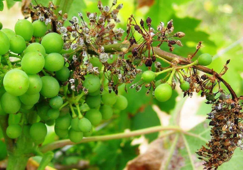 Милдью на винограде: что за болезнь и чем лечить?