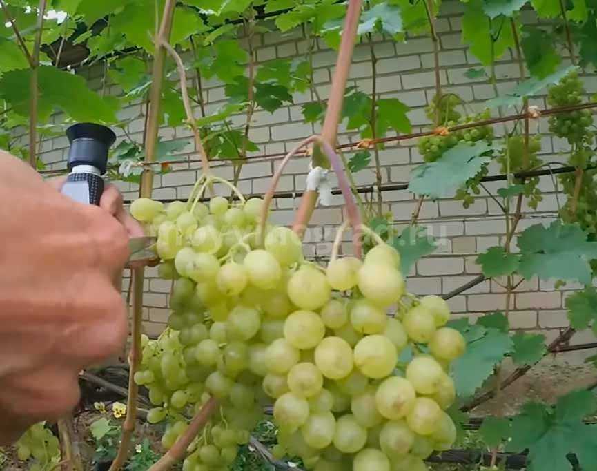 Сорт винограда алёшенькин – щедрость русской земли