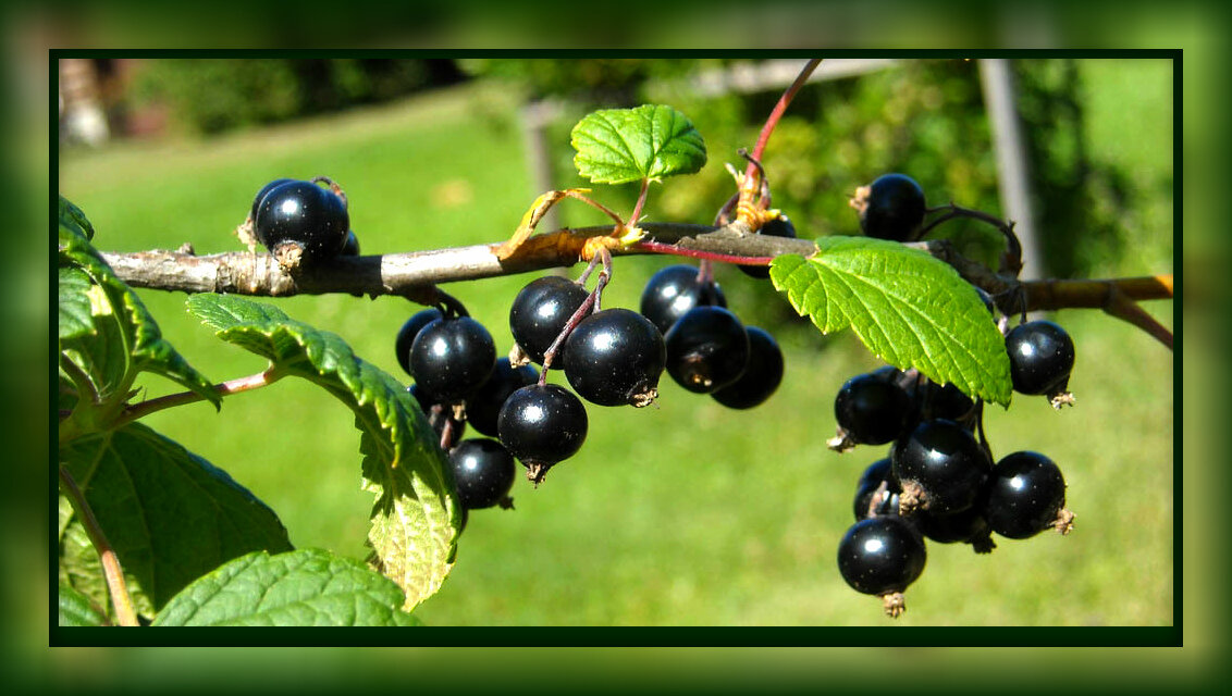 Черный жемчуг — сорт смородины, который любят садоводы