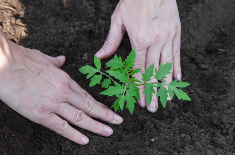 13 необычных способов выращивания рассады. какой выберете вы?