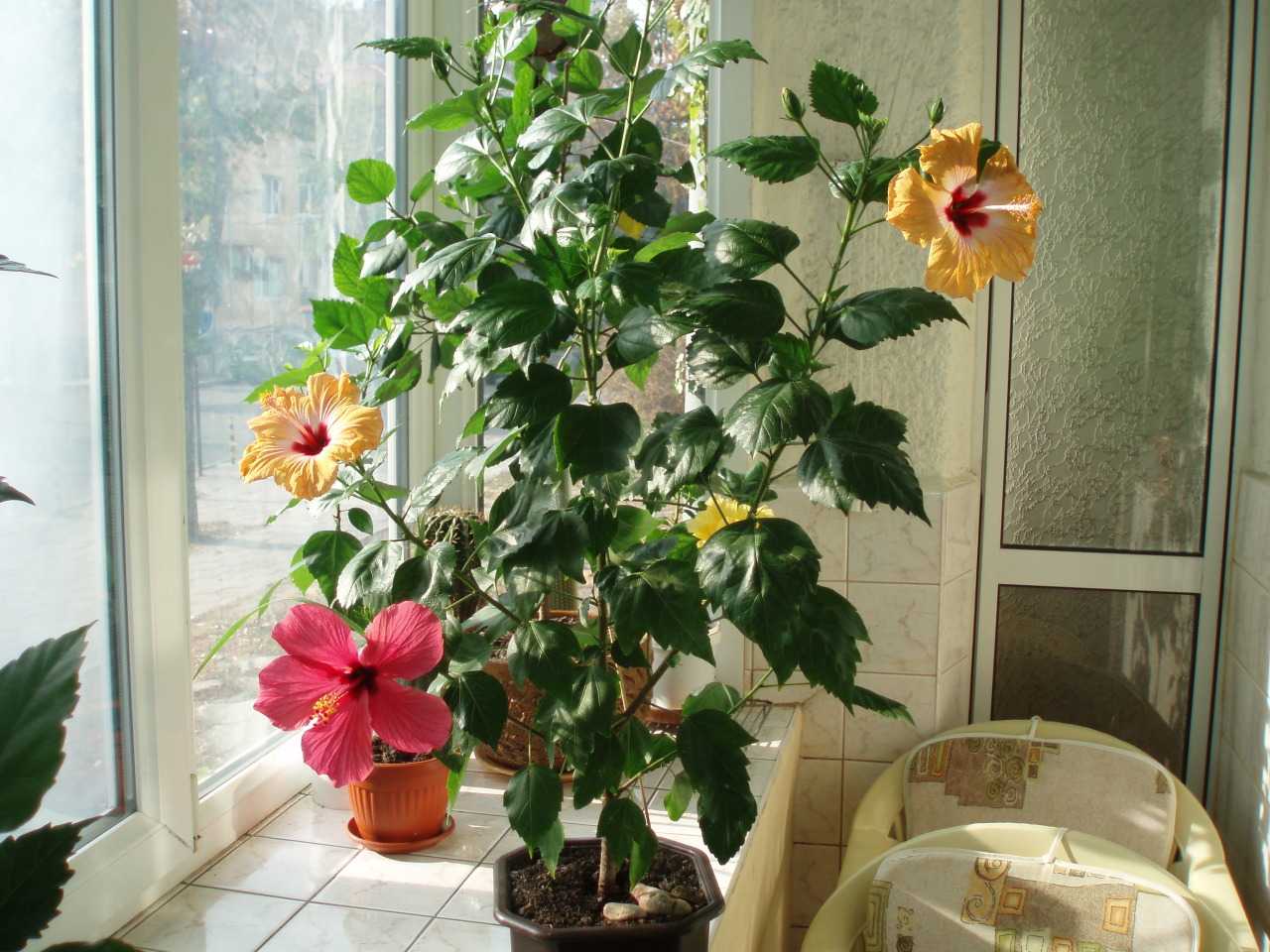 У меня дома появилась китайская роза: можно ли держать дома? - можно ли держать китайскую розу в доме - запись пользователя анютка (id1342487) в сообществе цветоводство в категории розы - babyblog.ru