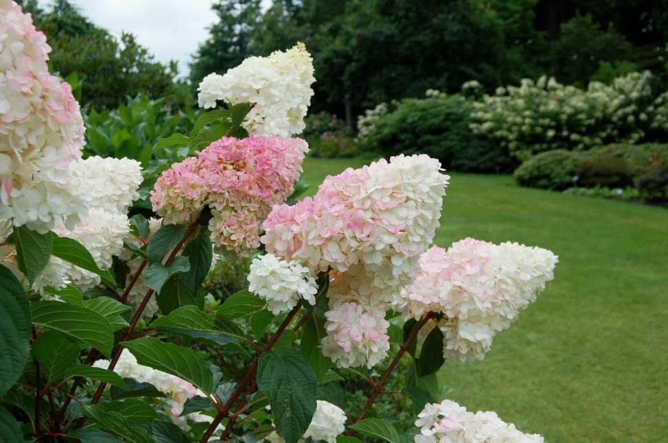 Гортензия садовая: посадка и уход в открытом грунте, фото, почва когда пересаживать цветы весной