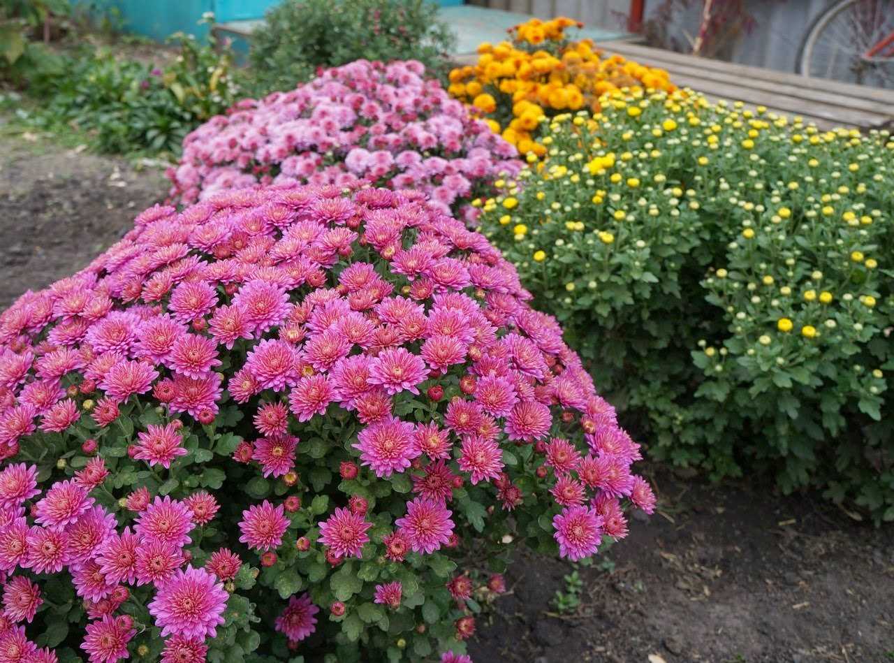 Кустовая хризантема фото в саду