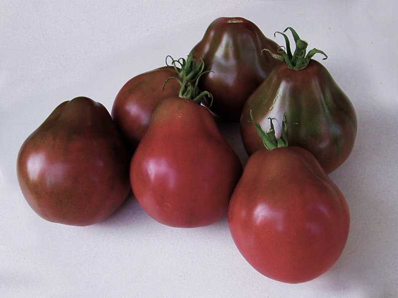 Сорт томата «японский трюфель черный»: описание, характеристика, посев на рассаду, подкормка, урожайность, фото, видео и самые распространенные болезни томатов