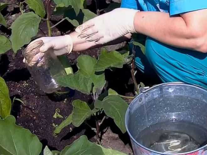 Уход и выращивание баклажан - схема подкормки и внесения удобрений