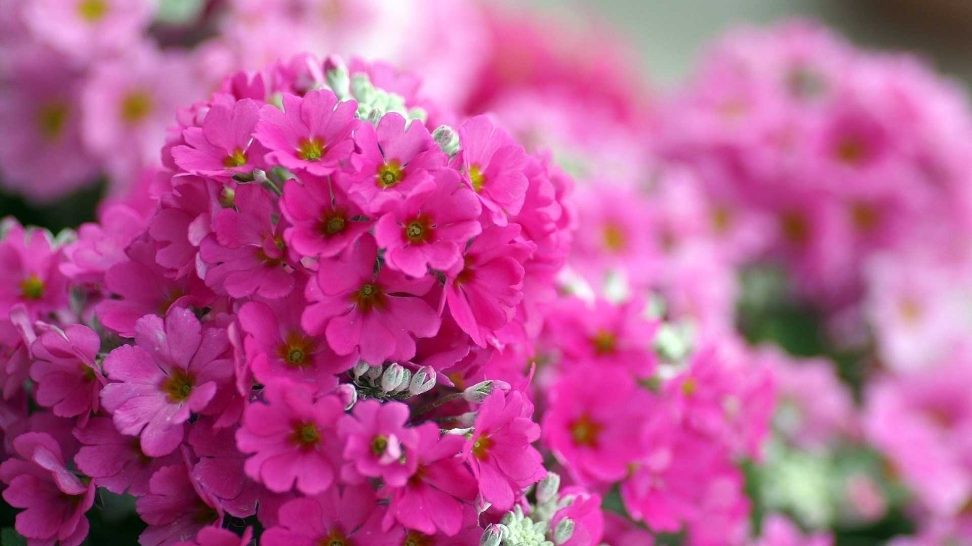 Флоксы (75 фото): как быстро разрастается цветок? как выглядит в саду? какую почву они любят на клумбе?