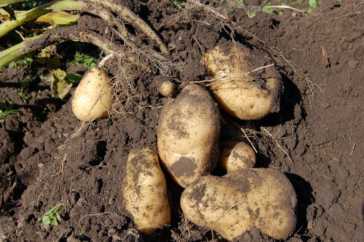 Когда и как правильно копать картошку?