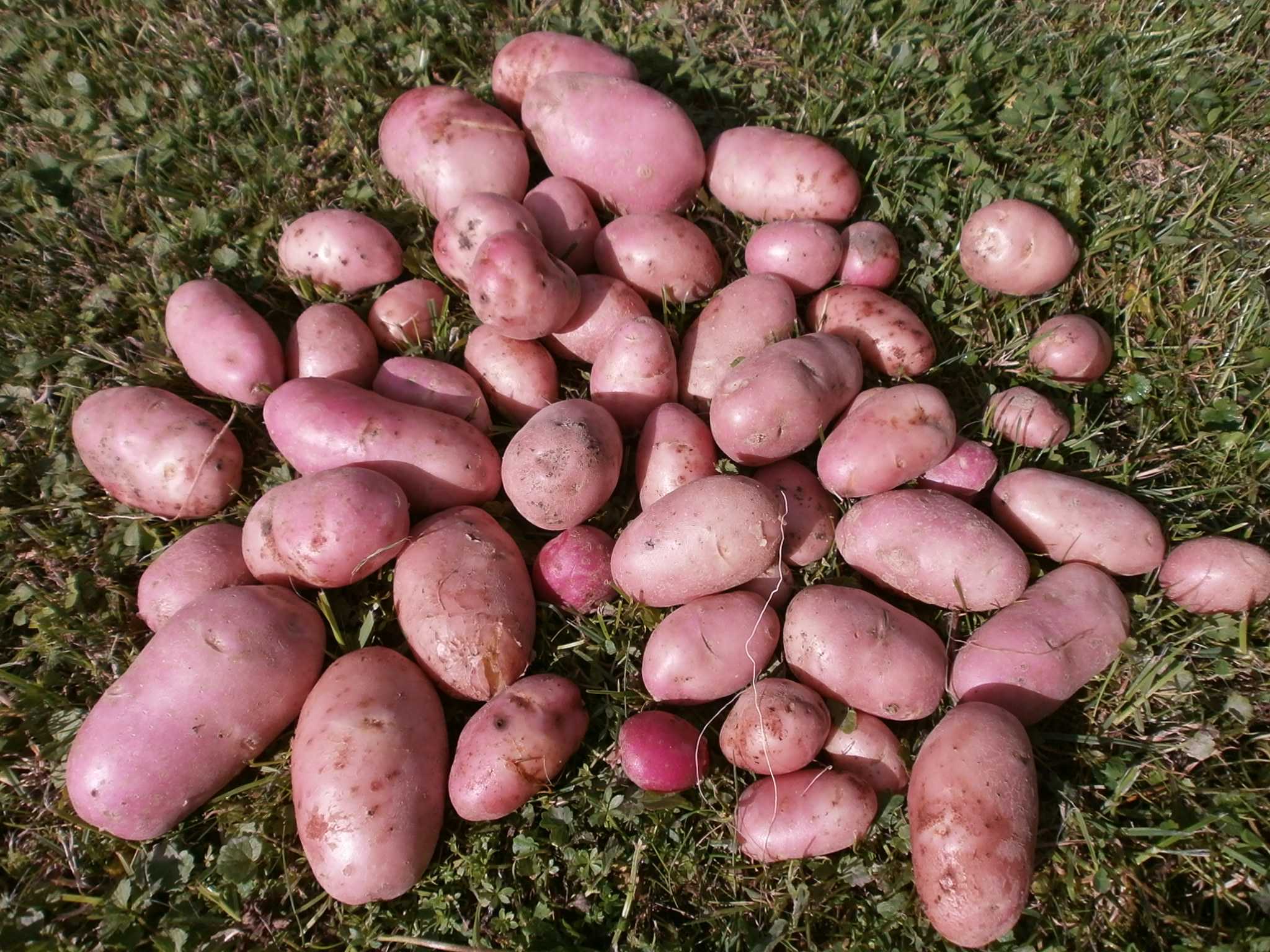 Сорт картофеля ред скарлетт: описание, характеристики, фото