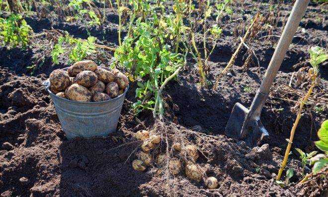 Как подготовить почву под картофель весной, обработка земли, глубина вспашки