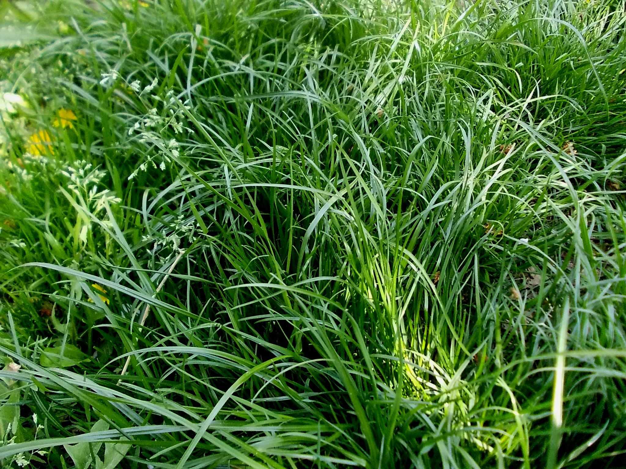Как выглядит овсяница трава фото