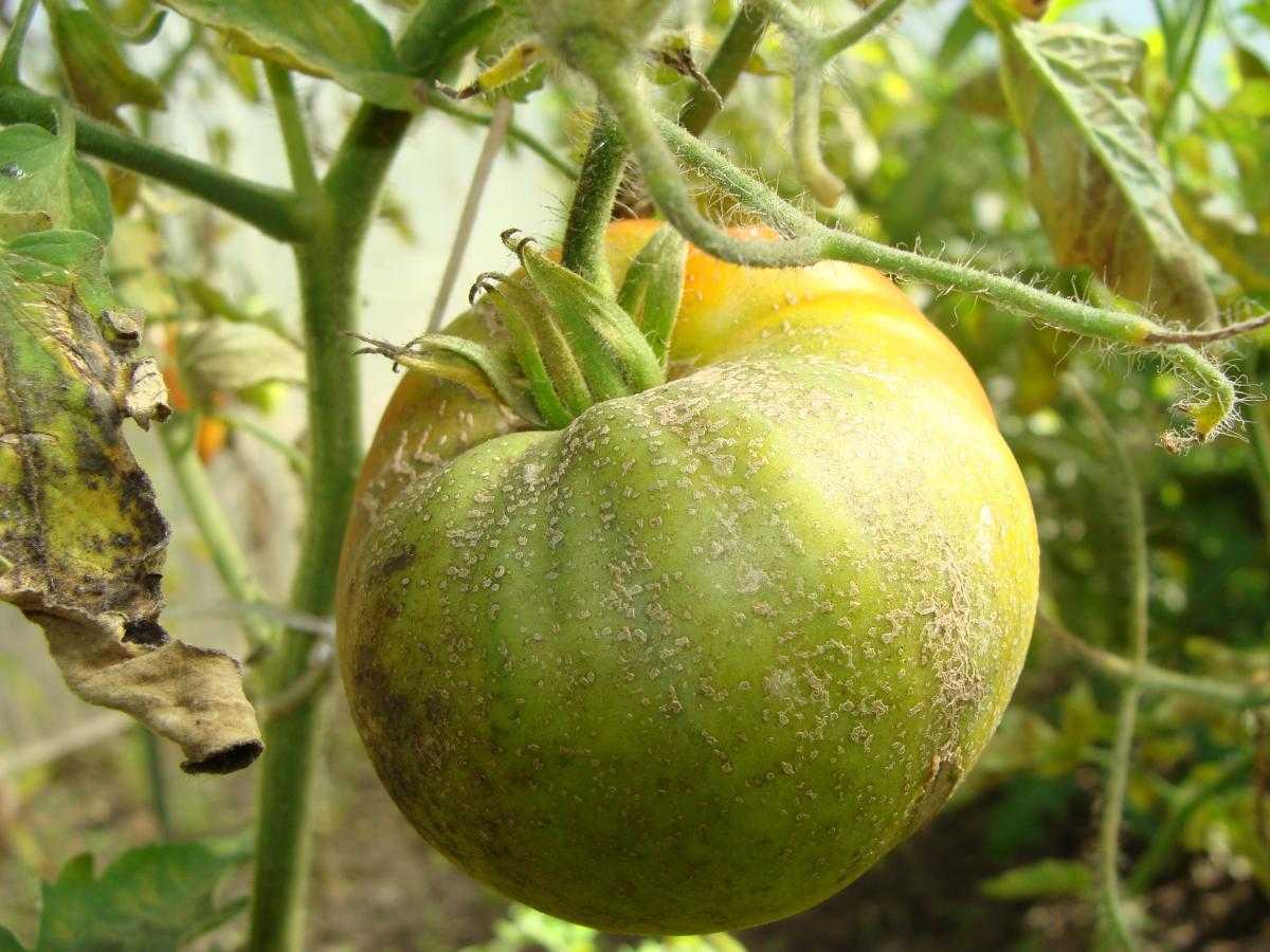 Фитофтороз на помидорах в теплице фото