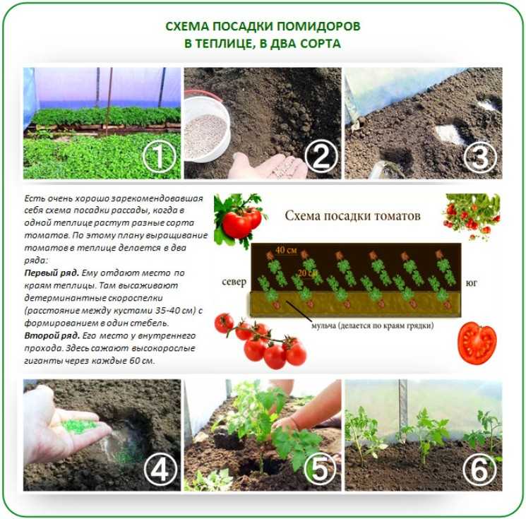 Как лучше посадить помидоры фото