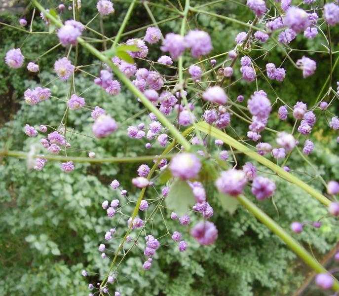 Василистник – травянистое растение для открытого грунта: описание цветка, фото размножения, посадки и ухода в саду