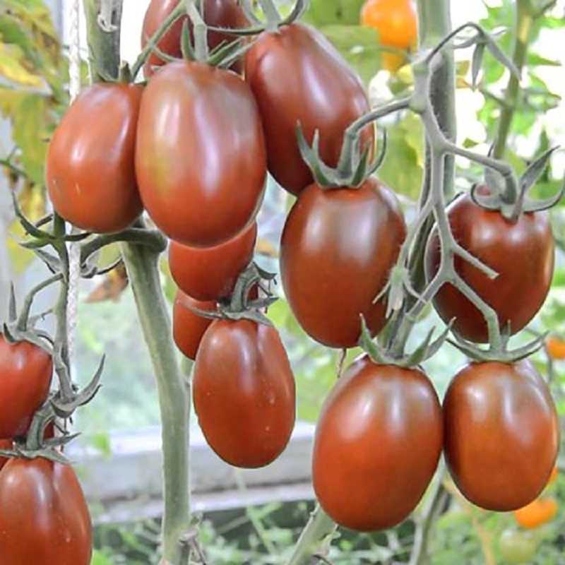 Сорт томата «де барао черный»: описание, характеристика, посев на рассаду, подкормка, урожайность, фото, видео и самые распространенные болезни томатов