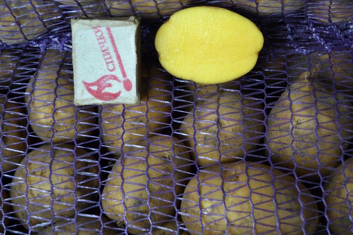 Сорт картофеля «вега»: характеристика, описание, урожайность, отзывы и фото