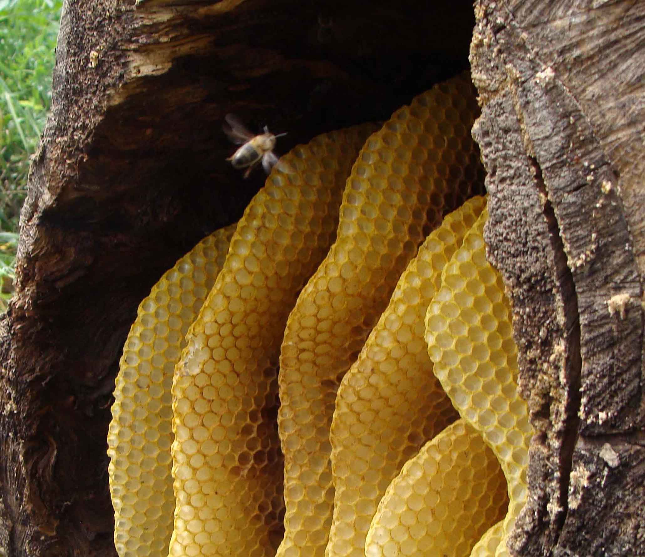 Мед диких пчел: как выглядит, полезные свойства и противопоказания