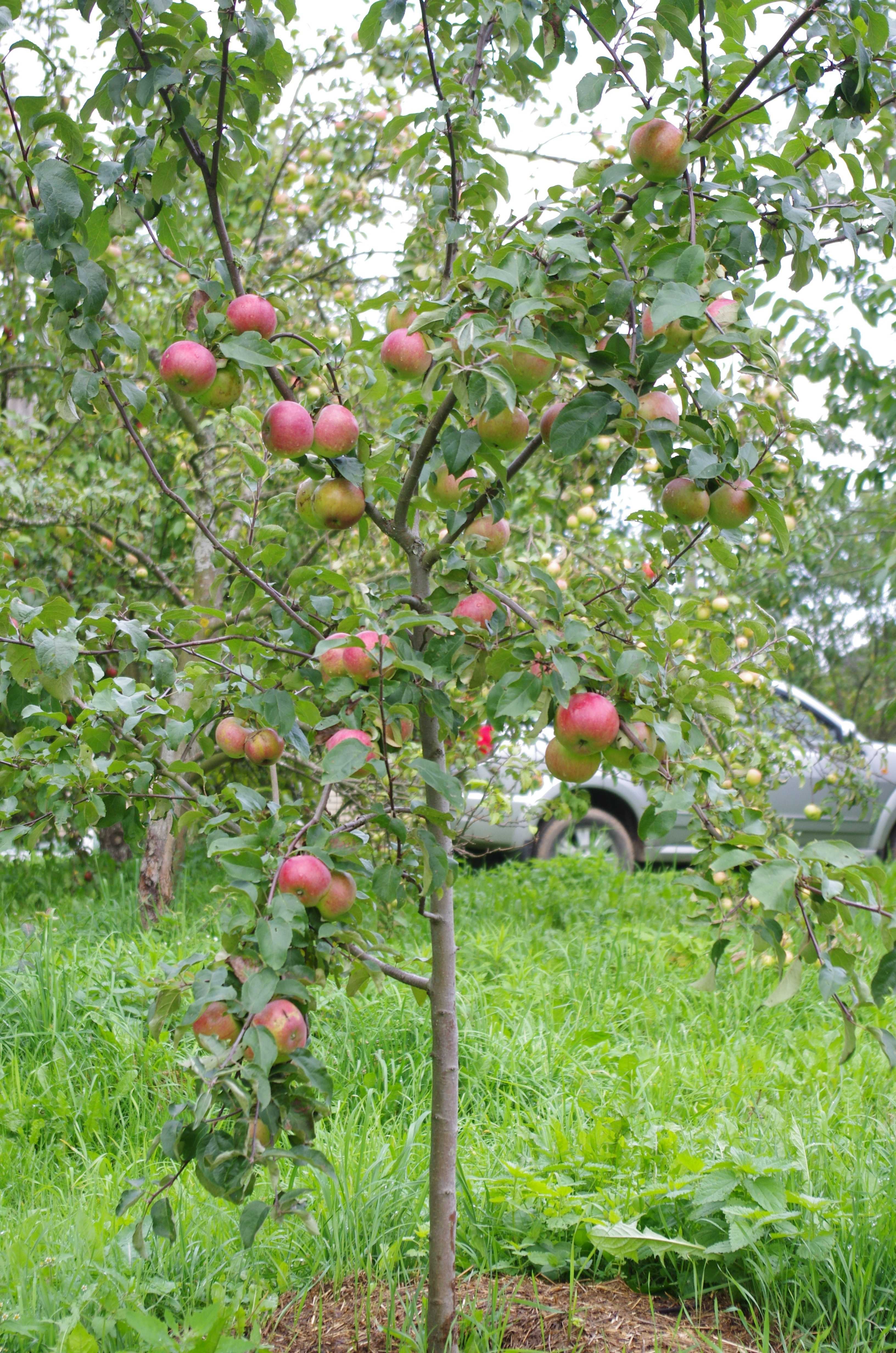 Дерево яблоня молодая. Яблоня белорусское сладкое колоновидная. Яблоня соковое 2. Яблоня Медуница.