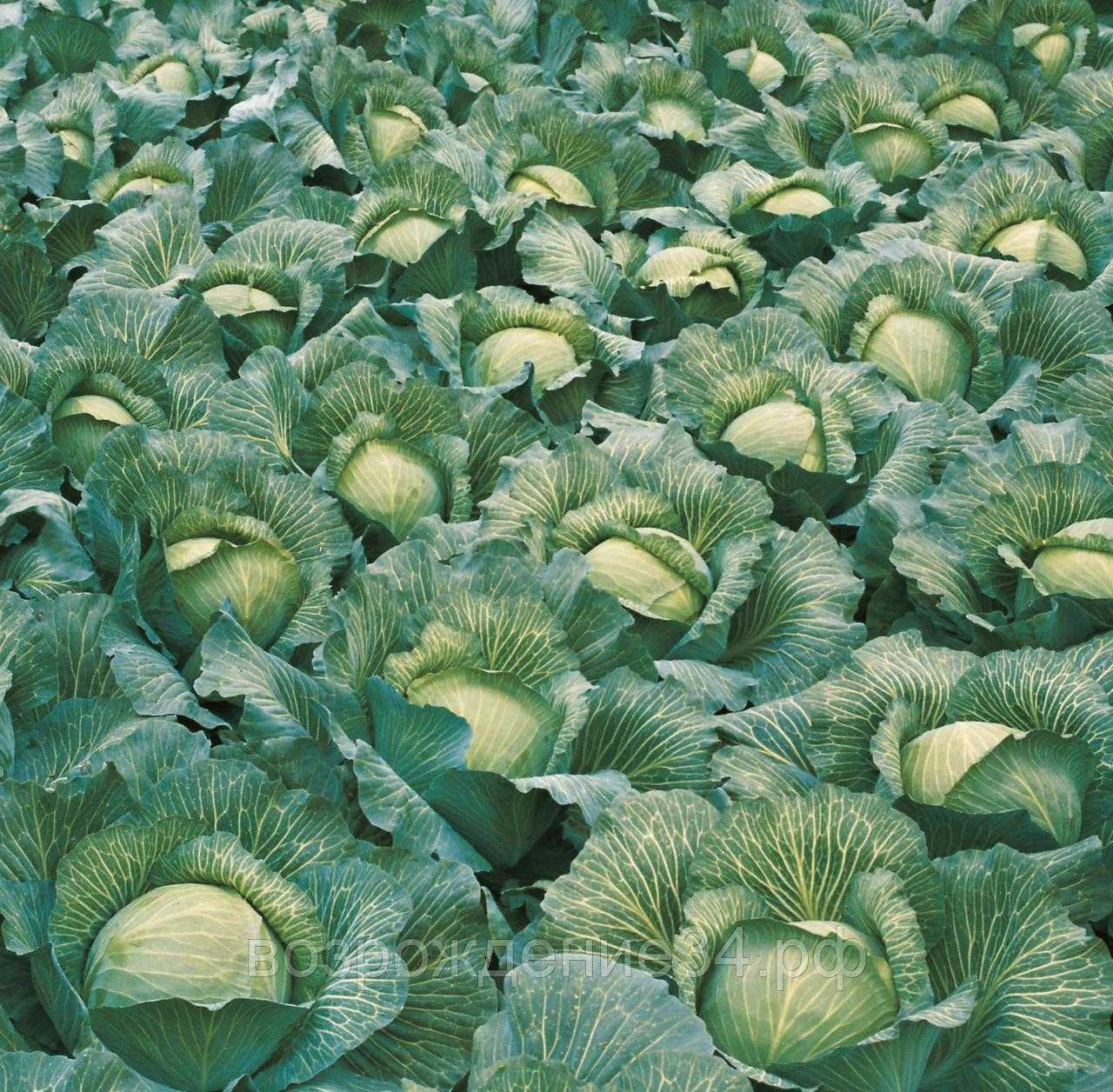 Сорт капусты леннокс: описание, агротехника выращивания