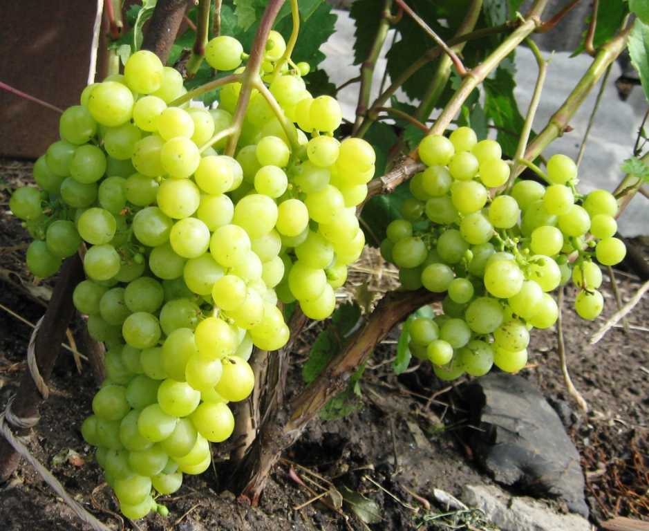 Сорт винограда алешенькин дар (алеша, алешин, №328)