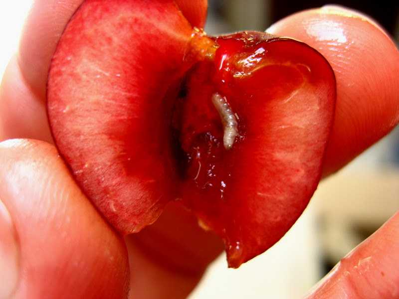 Почему у сливы в плодах черви и чем ее можно обработать