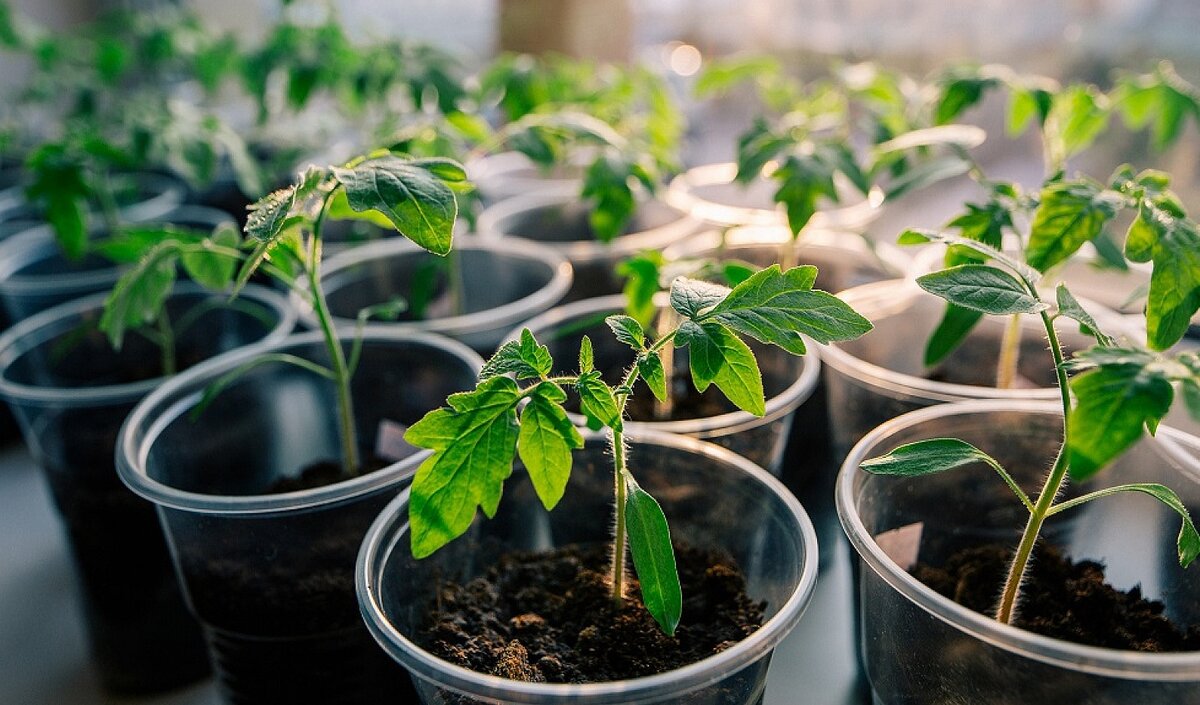 Обзор основных стимуляторов роста для рассады томатов и перца: как вырастить здоровые сеянцы у себя дома