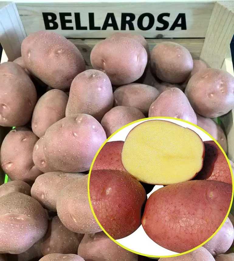 Сорт картофеля беллароза, описание, фото, характеристика и отзывы, а также особенности выращивания