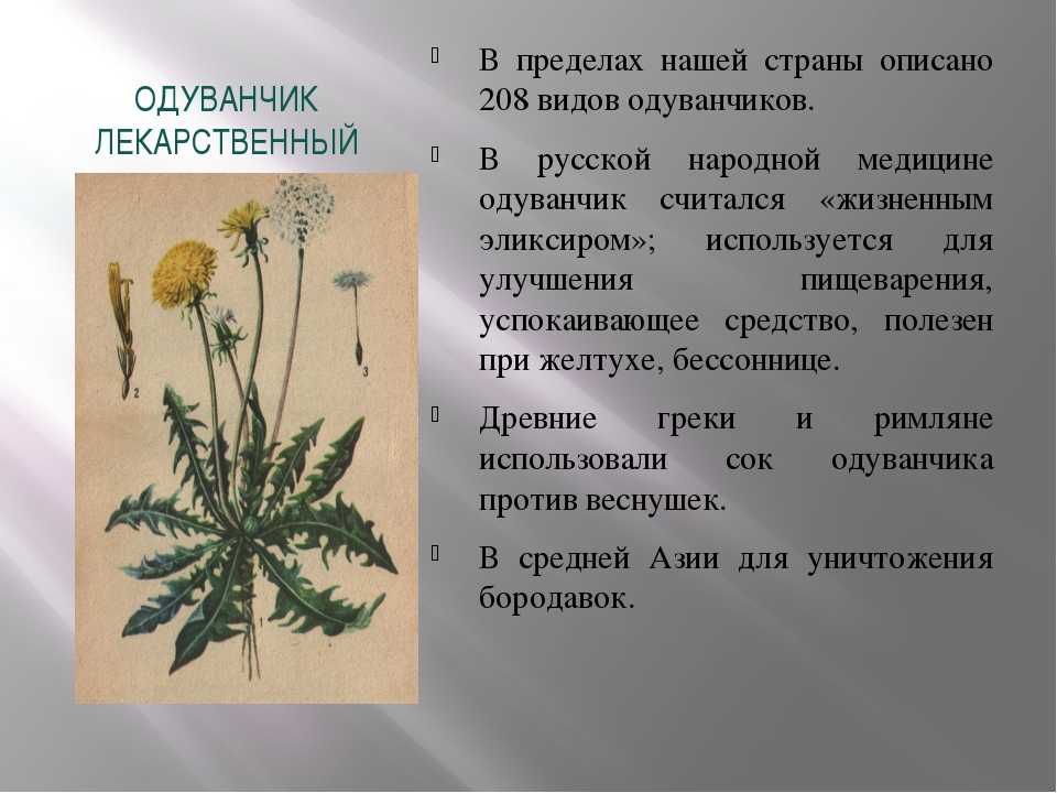Что такое растения текст. Рассказ о растении. Лист одуванчика лекарственного простой или сложный. Описание растения. Одуванчик лекарственный окружающий мир 2 класс.