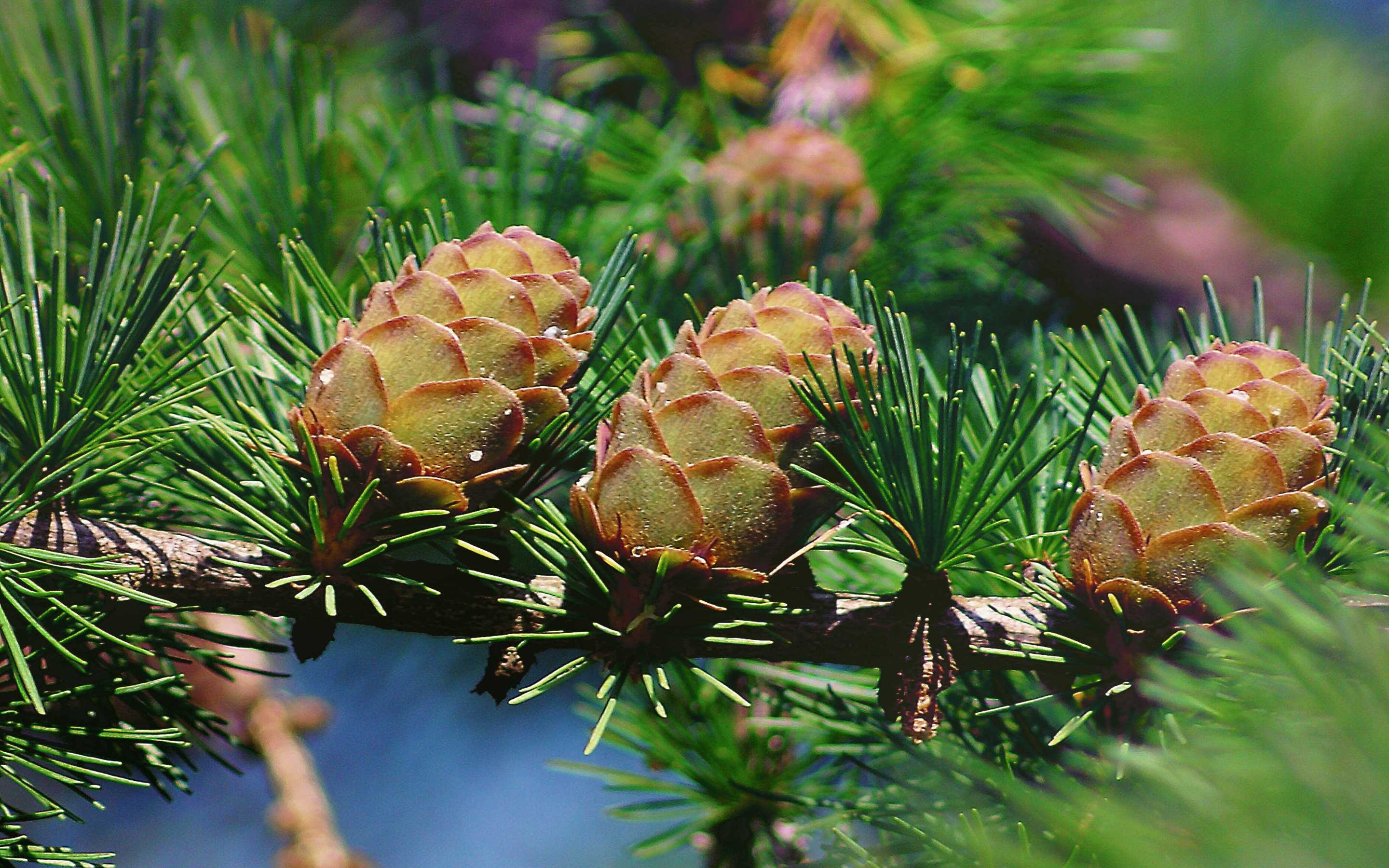 Хвойные Сосна (Pinus) - описание сорта, саженцы, фото и характерные особенности. Хвойные энциклопедия