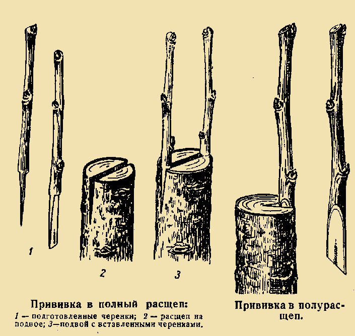 Правила и особенности посадки груши весной в средней полосе и других регионах россии