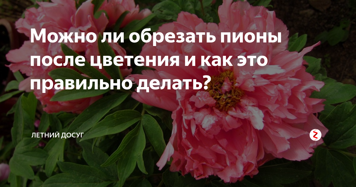 Когда обрезать пионы после цветения в открытом