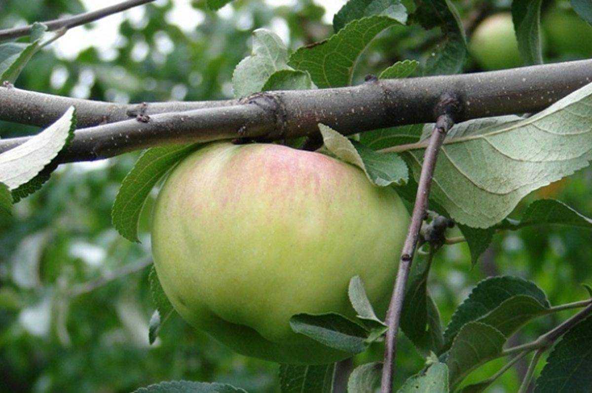 Яблоня «богатырь»: описание сорта, посадка, уход, отзывы + фото