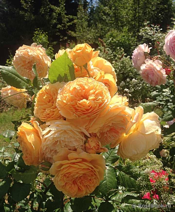 Роза парковая принцесса маргарет фото и описание